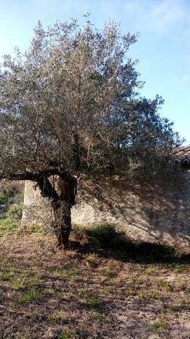 imagen 1 de Venta de olivar en Benifallet (Tarragona)