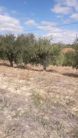 imagen 1 de Venta de olivar en Falset (Tarragona)