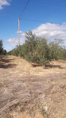 imagen 1 de Venta de olivar en Falset (Tarragona)