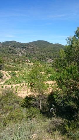 imagen 1 de Venta de terreno con agua en Falset (Tarragona)