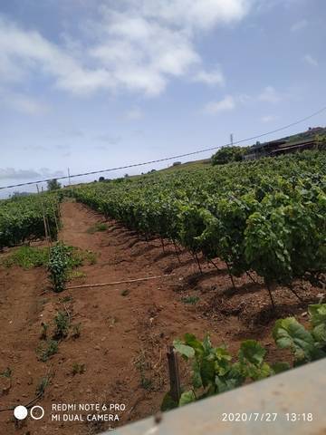 imagen 1 de Venta de finca con vivienda y viñedo en El Sauzal (Tenerife)
