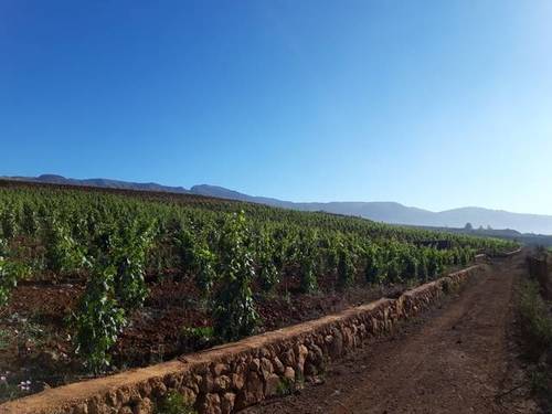 imagen 1 de Venta de finca con viñedos en Vilaflor (Tenerife)