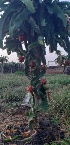 imagen 1 de Venta de finca de cultivo de piña tropical
