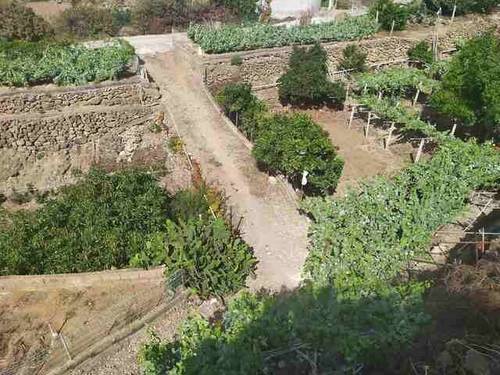 imagen 1 de Venta de terreno con frutales y antiguo lagar en Icod de los Vinos (Tenerife)