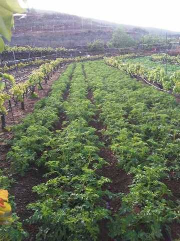 imagen 1 de Venta de finca para cultivo en Isora (Tenerife)