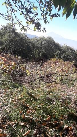 imagen 1 de Venta de terreno con viñedo antiguo en La Matanza de Acentejo