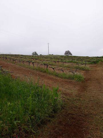 imagen 2 de Venta de viñedo en El Sauzal (Tenerife)