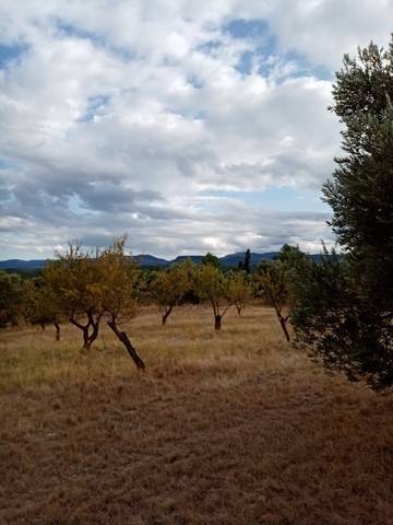 imagen 1 de Venta de finca de olivos y almendros en La Fresneda (Teruel)