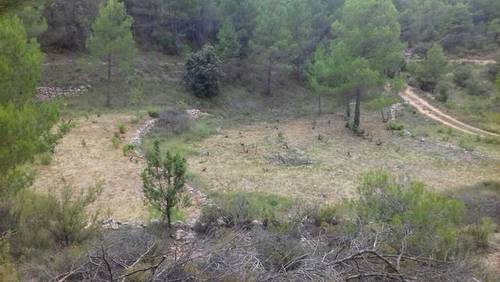 imagen 1 de Venta de finca para cultivo de trufa en Teruel