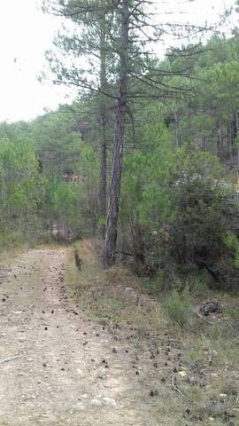 imagen 1 de Venta de pequeña terreno de pinar en Monroyo (Teruel)