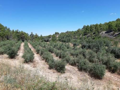 imagen 2 de Venta de finca de olivos en Torre del Compte (Teruel)
