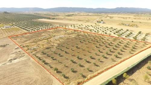 imagen 1 de Venta de olivar en Sonseca (Toledo)