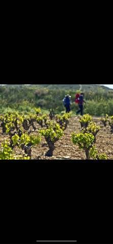 imagen 1 de Venta de viñedo en Manzaneque (Toledo)