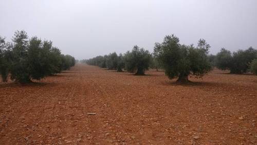 imagen 1 de Venta de olivar en Madridejos (Toledo)