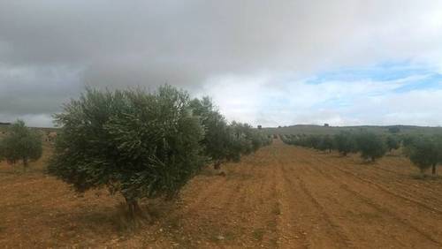imagen 1 de Venta de olivar ecológico de regadío en Toledo