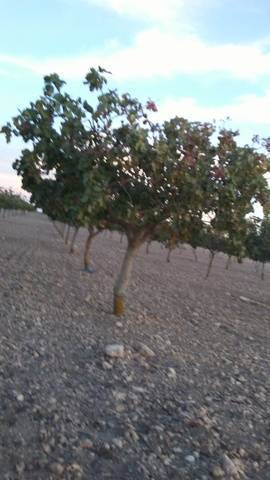 imagen 1 de Venta de terreno ideal para cultivo de pistacho en Toledo