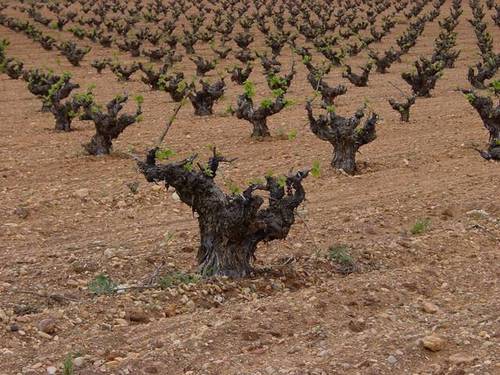 imagen 1 de Venta de viñedo en Mora (Toledo)