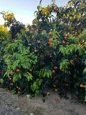 imagen 1 de Venta de finca de naranjos en Montserrat (Valencia)