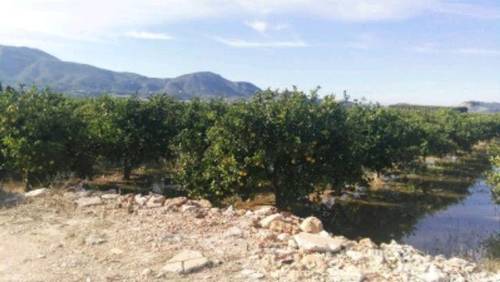 imagen 1 de Venta de finca de naranjos en Corbera (Valencia)