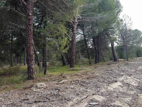 imagen 1 de Venta de pinar en Hornillos de Eresma (Valladolid)
