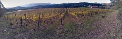 imagen 1 de Venta de terreno con viñedo en Ibarrangelu (Vizcaya)