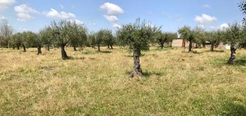 imagen 1 de Venta de olivar cercano a Cáceres