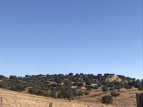 imagen 3 de Venta de finca ganadera en Badajoz