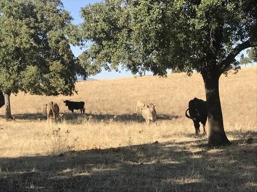 imagen 1 de Venta de finca ganadera en Badajoz