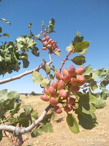 imagen 1 de Venta de finca pistachos en ecológico