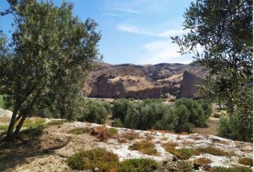 imagen 1 de Venta de finca de olivos en Almería