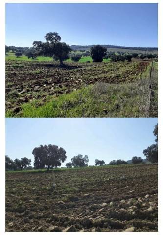 imagen 1 de Venta de olivar en Badajoz