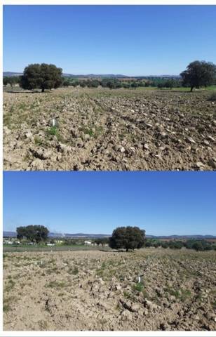 imagen 1 de Venta de olivar en Badajoz