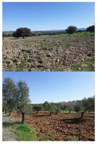 imagen 3 de Venta de olivar en Badajoz