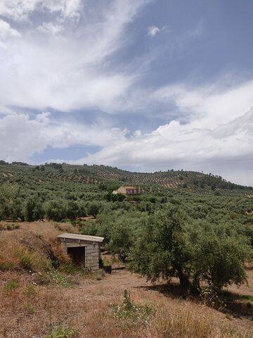 imagen 2 de Venta de olivar en Jaén