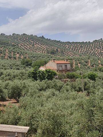 imagen 3 de Venta de olivar en Jaén
