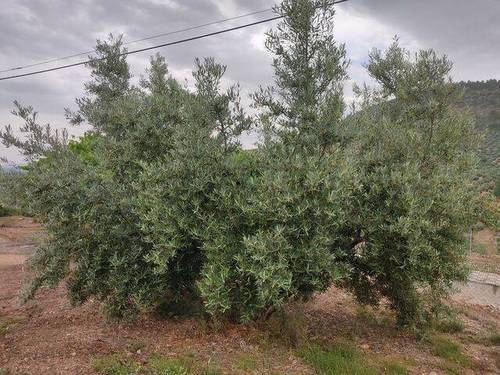 imagen 1 de Venta de olivar en Jaén