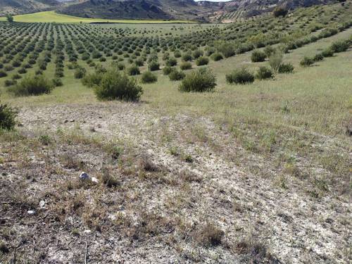 imagen 1 de Finca para pistachos 52 hectáreas Granada