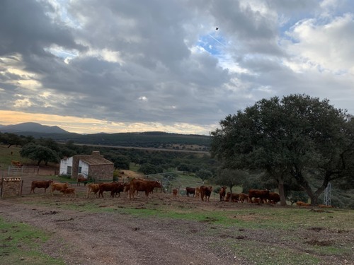 imagen 6 de Finca dehesa en Badajoz con casa y naves para ganadería y recreo
