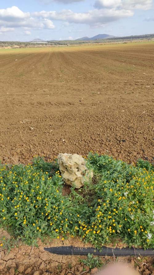 imagen 6 de Terreno rústico y agrario con regadío en ariany