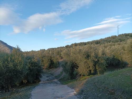 imagen 5 de Se vende parcela de olivos en Los Villares (Jaén)