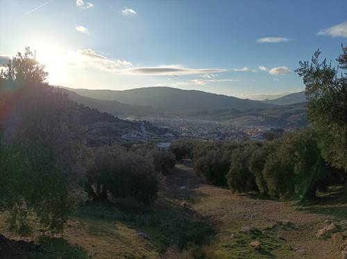 imagen 2 de Se vende parcela de olivos en Los Villares (Jaén)