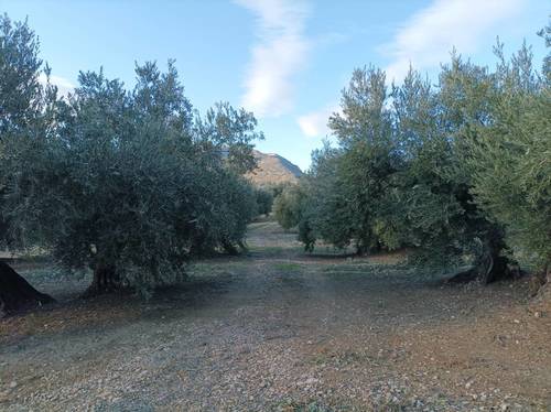 imagen 3 de Se vende parcela de olivos en Los Villares (Jaén)