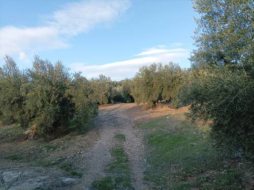 imagen 4 de Se vende parcela de olivos en Los Villares (Jaén)