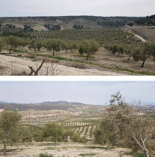 imagen 1 de Finca de 205 hectáreas de olivos