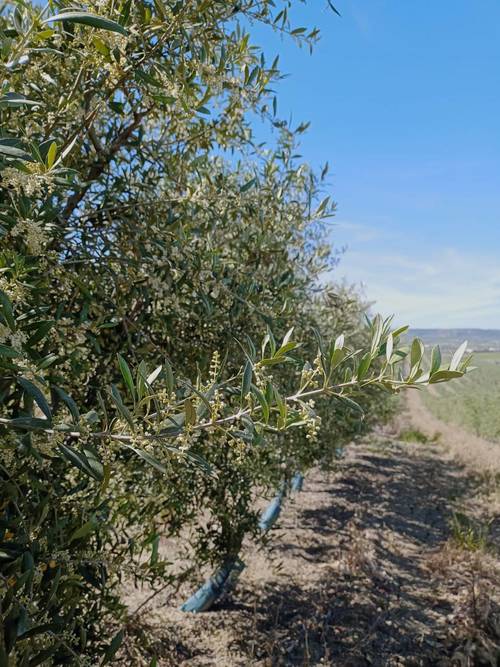 imagen 2 de Venta de finca de Olivos Superintensivos  en plena produccion. 5,3 Hectareas. Villafranca de Cordoba