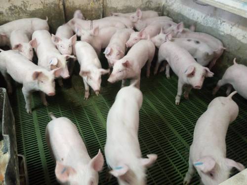 imagen 1 de Granja de cerdos de selección en venta por jubilación