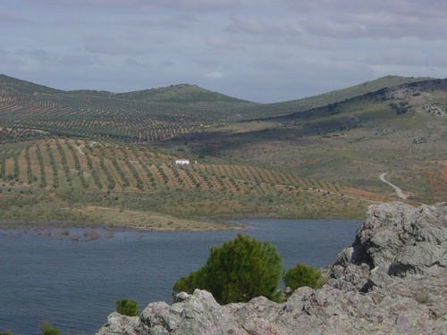 imagen 1 de Venta olivar en Mora de Toledo