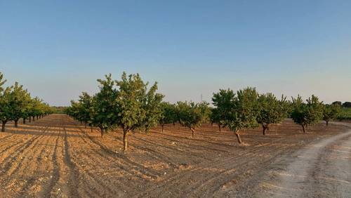 imagen 1 de Finca rustica almendros- plena producción