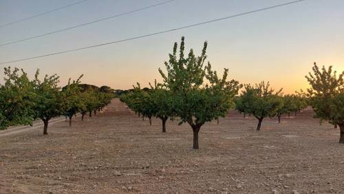 imagen 5 de Finca rustica almendros- plena producción