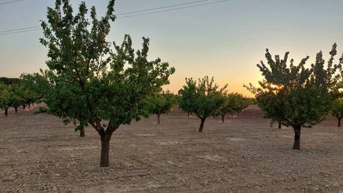 imagen 7 de Finca rustica almendros- plena producción